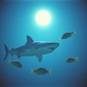 The Shark Who Loved Calypso